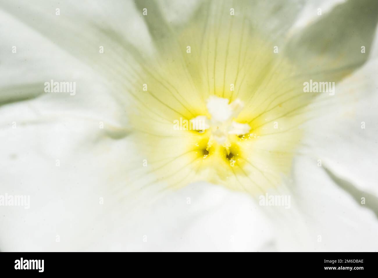 White blossom summer flower macro Stock Photo