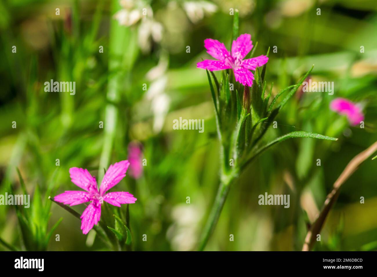 Colorful pink flower on meadow Stock Photo