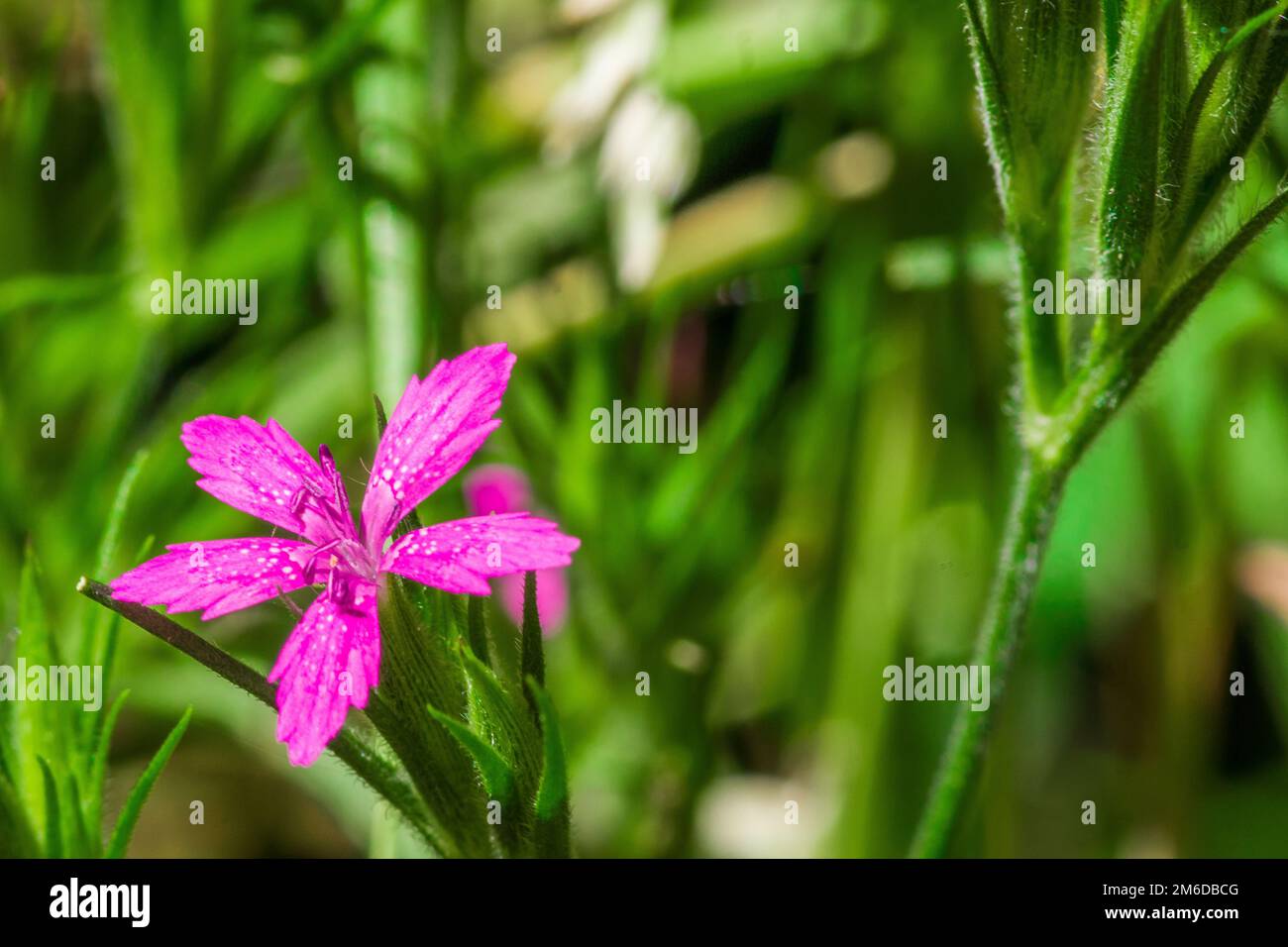 Beautiful pink flower on meadow Stock Photo