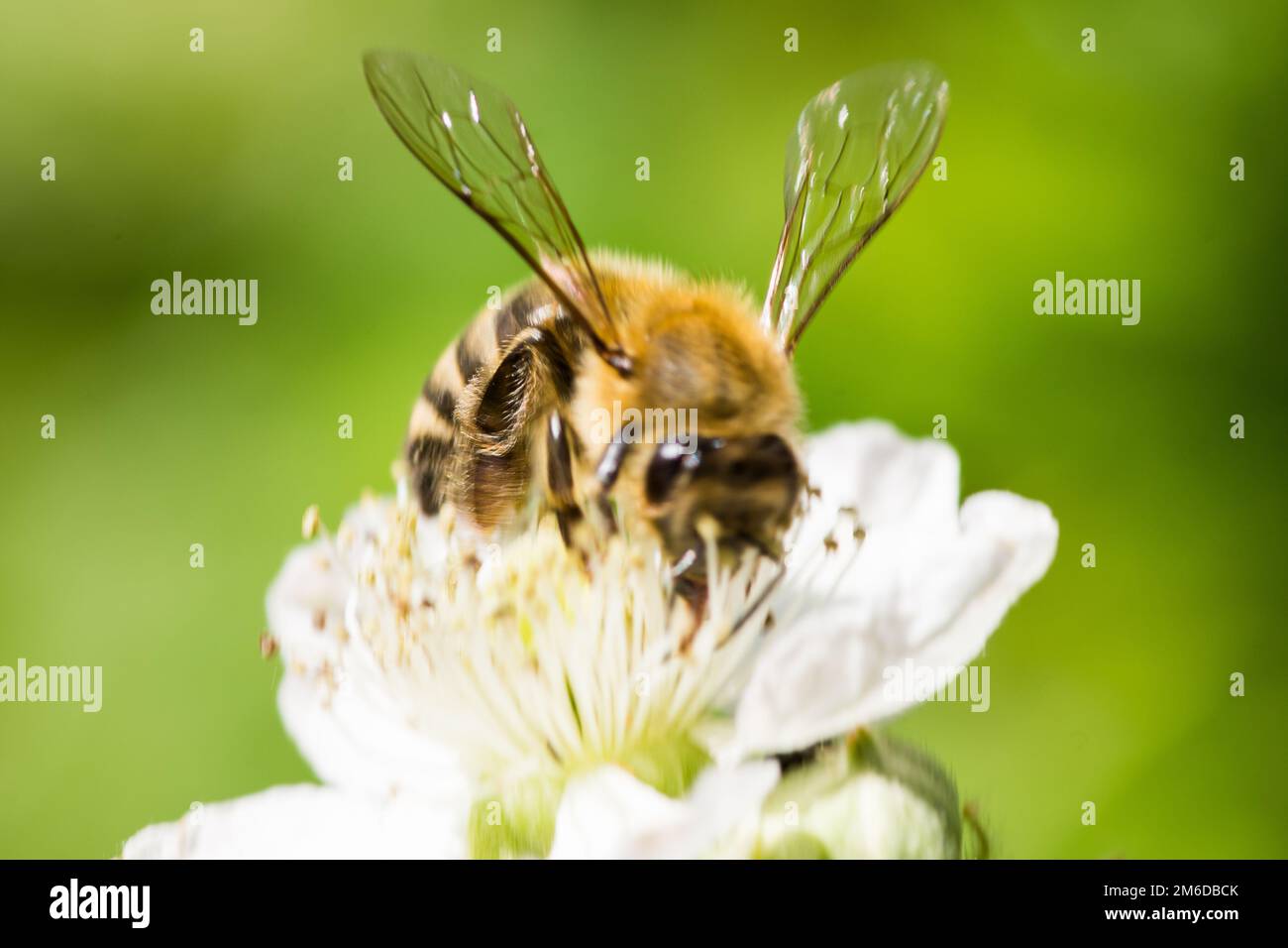 Bee sitting hi-res stock photography and images - Alamy