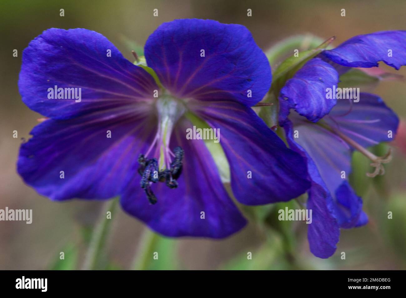 Purple blue flower on summer meadow Stock Photo - Alamy