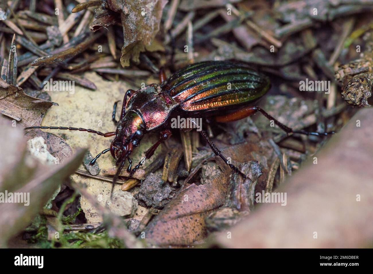 Red goldsmith beetle in forest Stock Photo