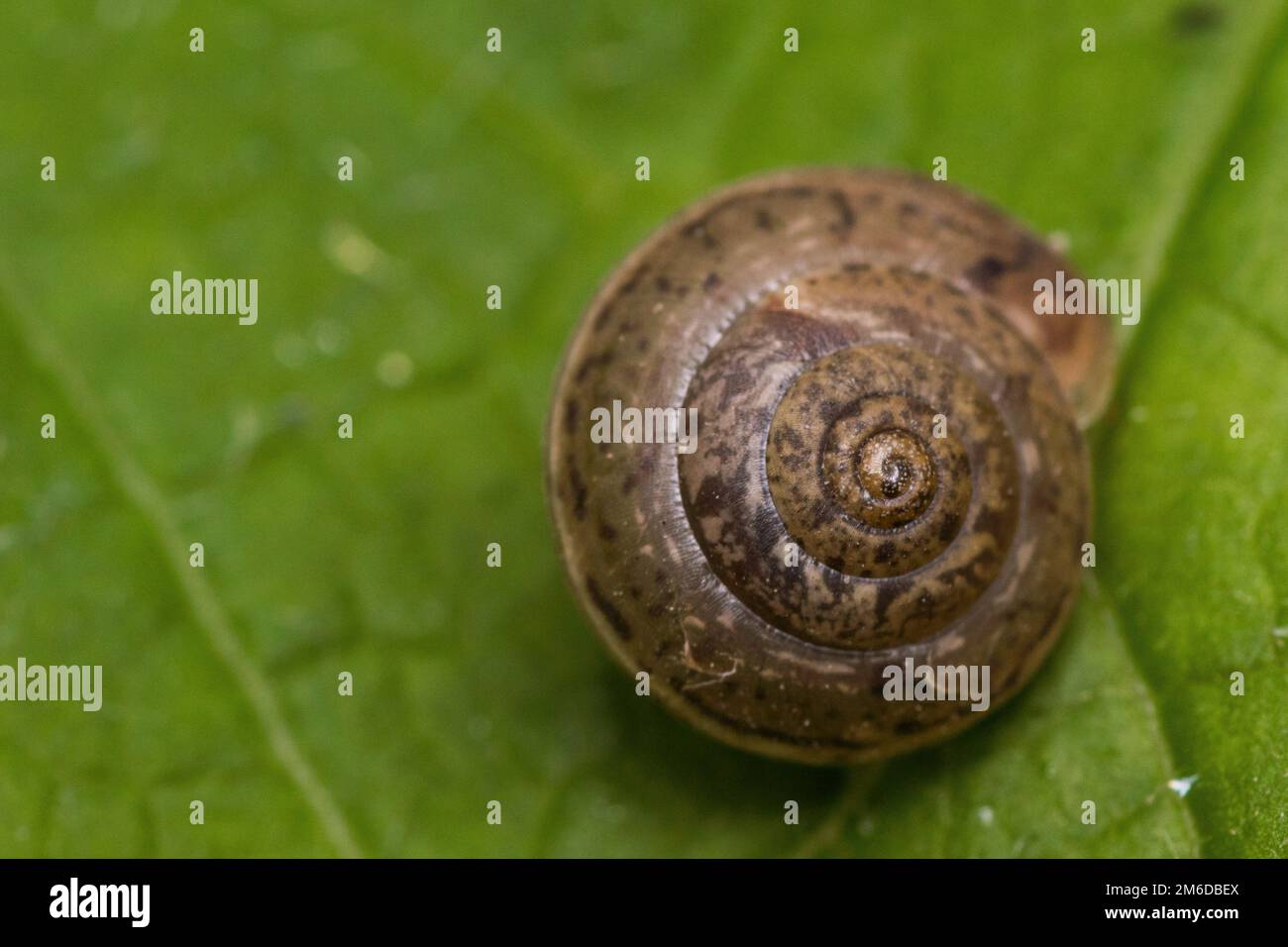 Snail house on green leaf Stock Photo