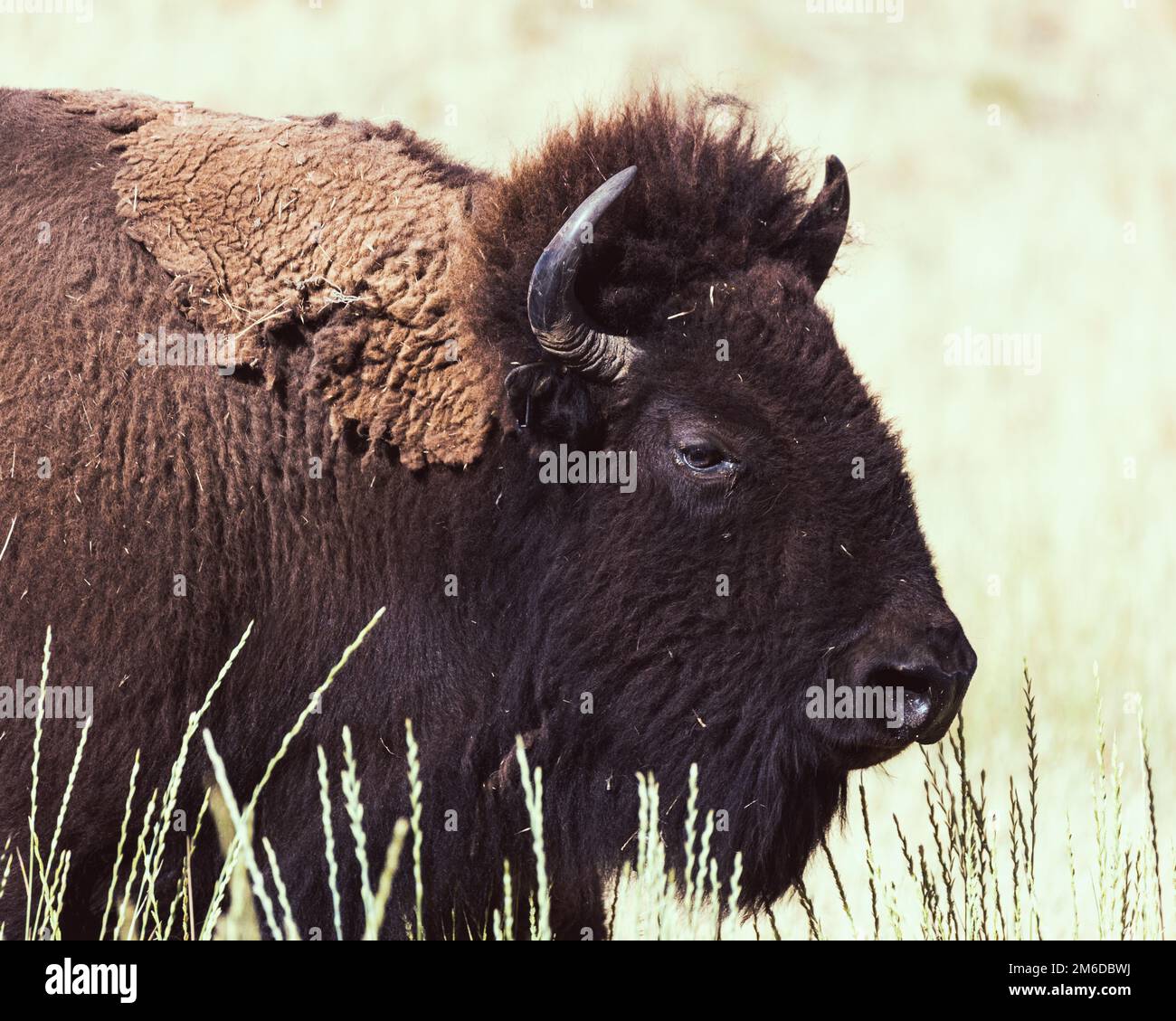 Wild American Bison, also called Buffalo, in a conservation program on Antelope Island, Utah, United States. Stock Photo