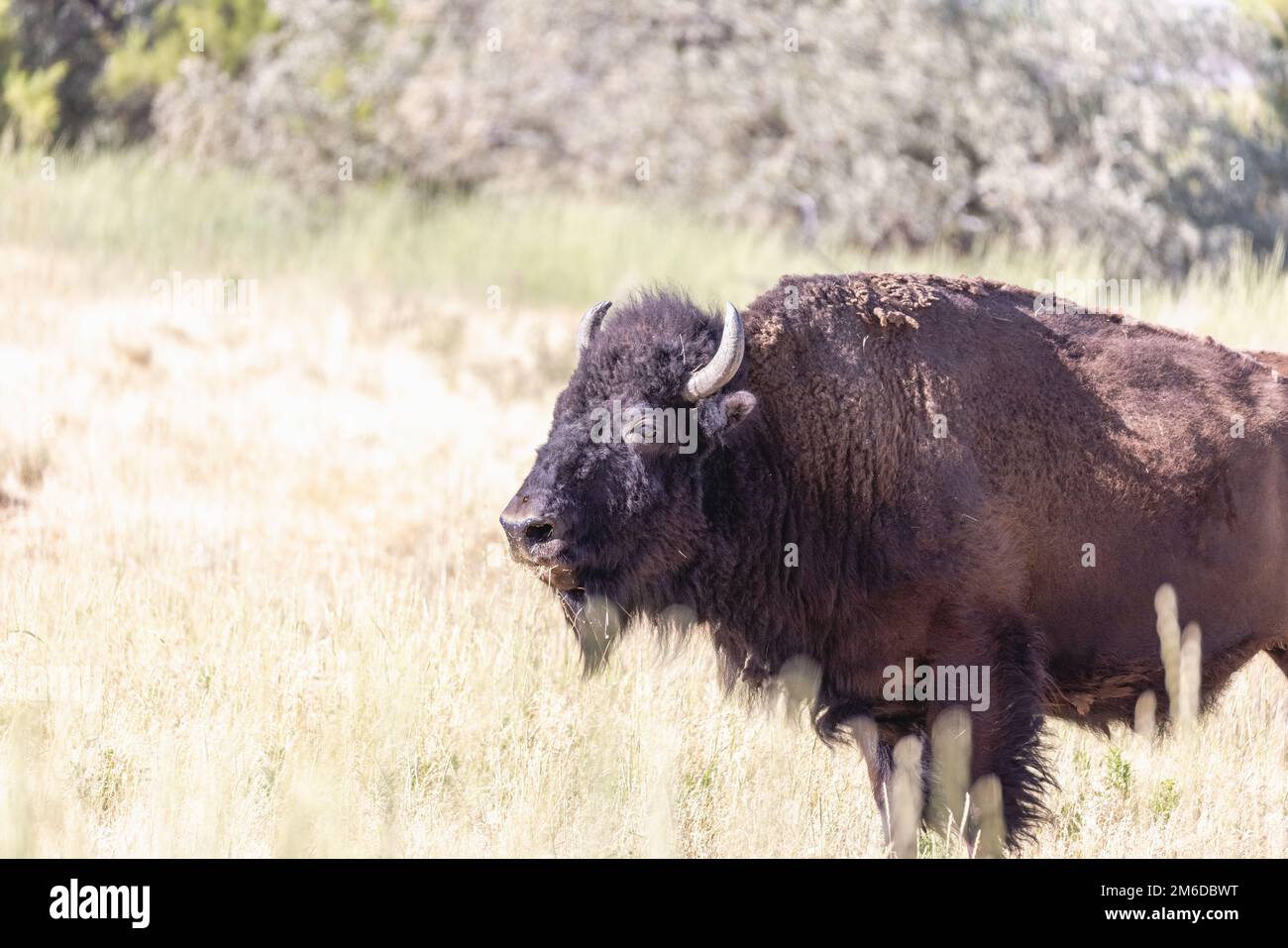 Wild American Bison, also called Buffalo, in a conservation program on Antelope Island, Utah, United States. Stock Photo