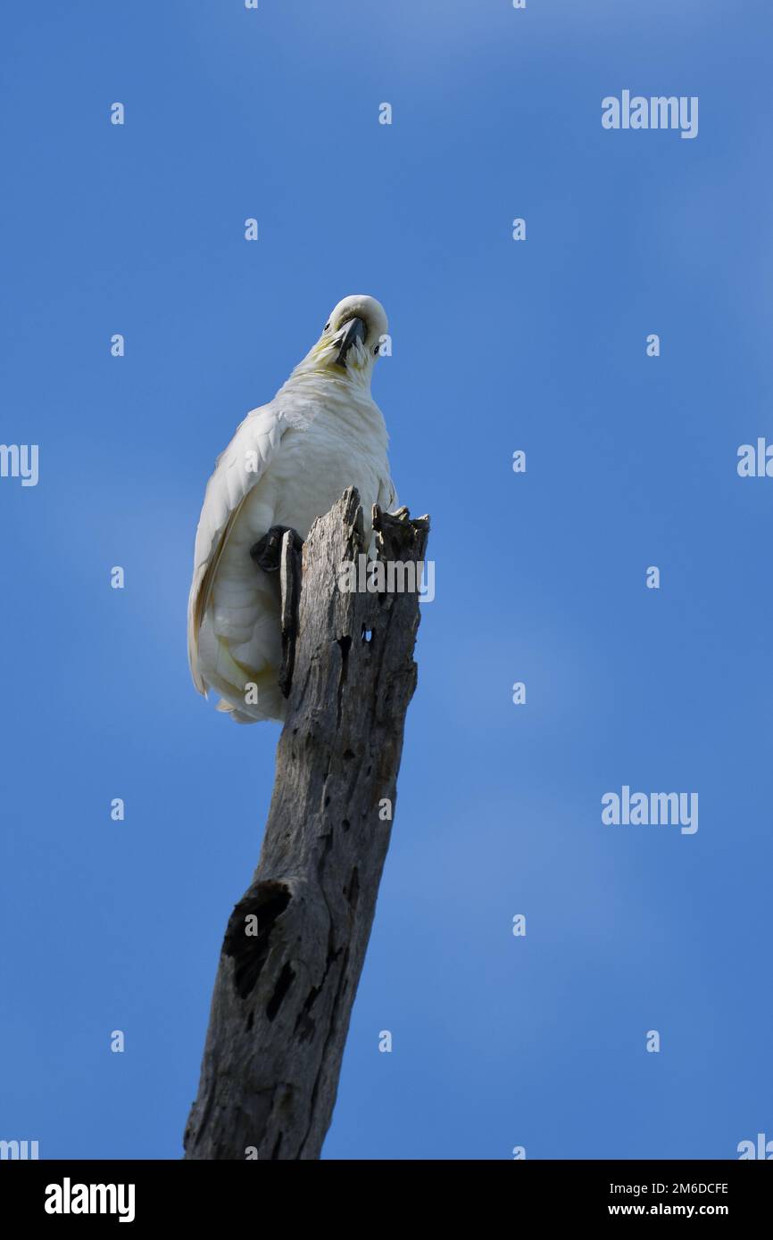 An Australian Sulphur-crested Cockatoo -Cacatua galerita- bird perched on an old tree stump against a blue sky looking to camera in a curious manner Stock Photo