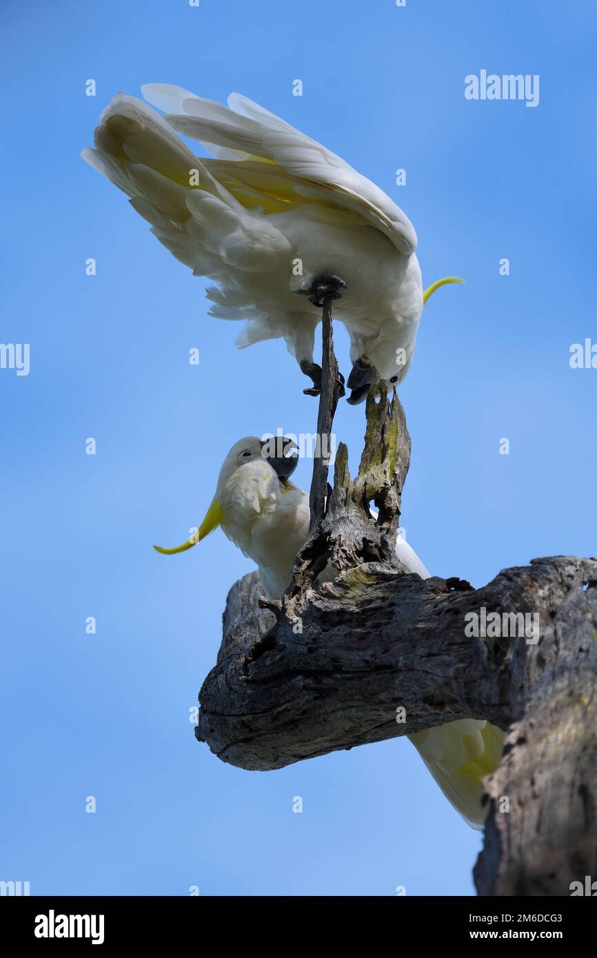 Two Australian Sulphur-crested Cockatoos -Cacatua galerita- birds perched on an old tree stump arguing over the same territory against a blue sky Stock Photo