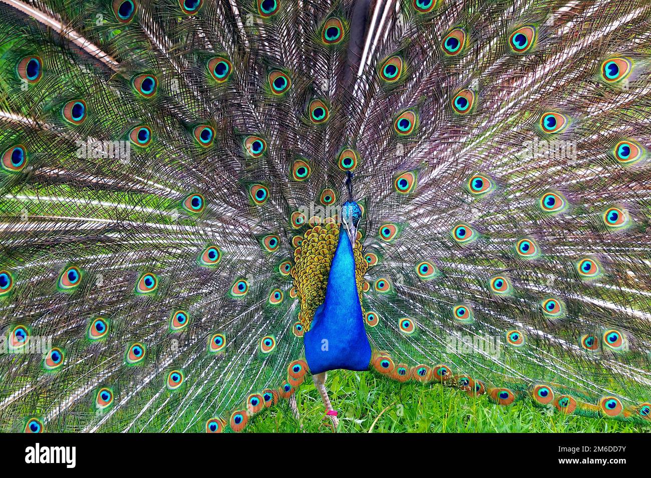 A bright peacock with a beautiful tail walks along the green grass at the zoo. Stock Photo