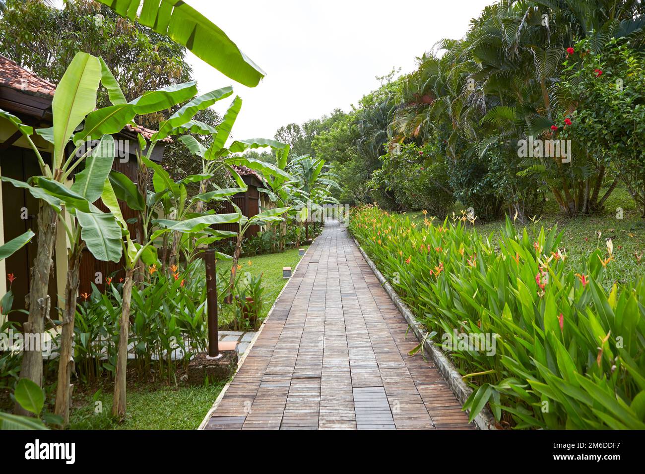 Summer landscape path tropical hi-res stock photography and images - Alamy
