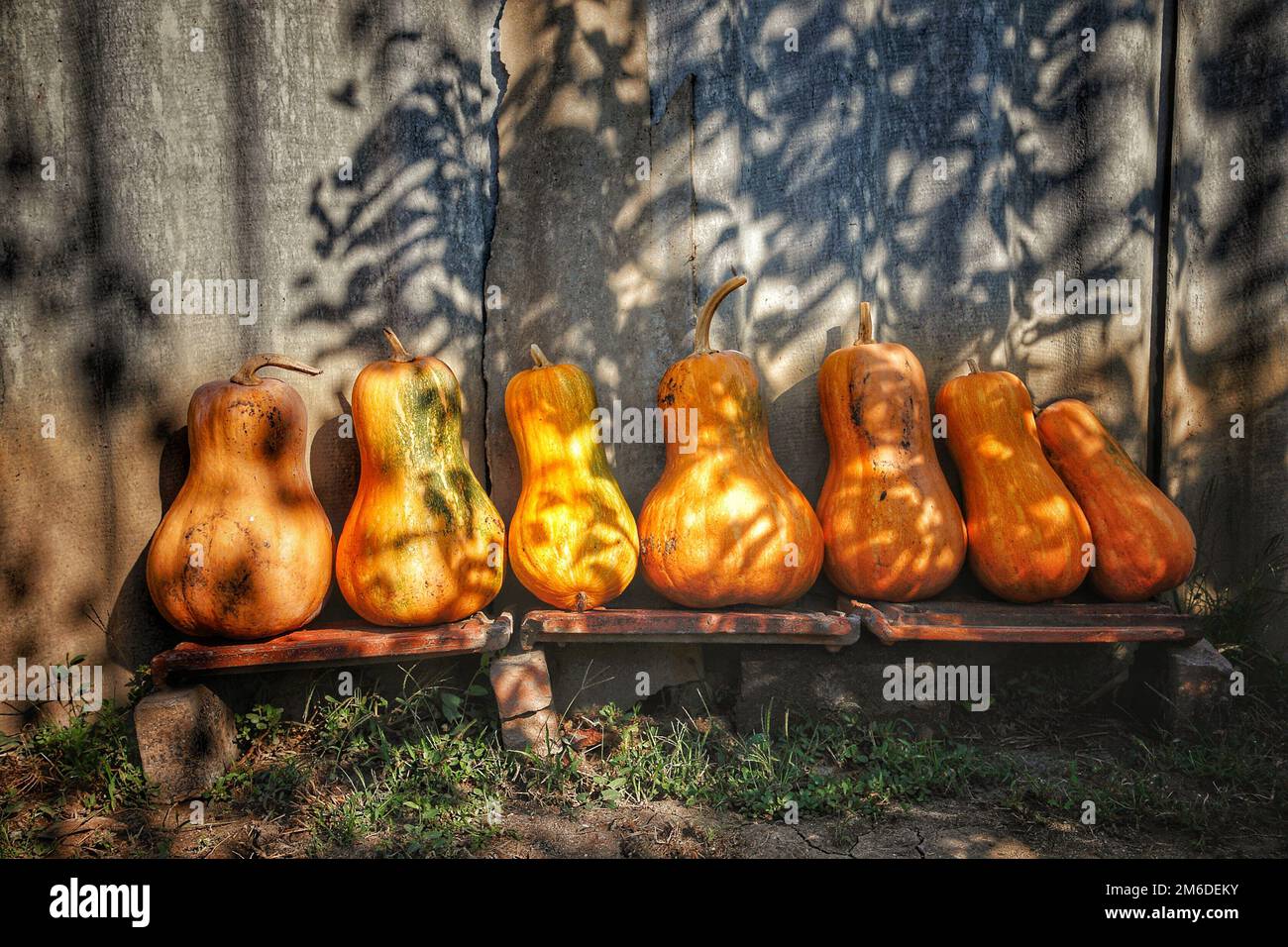 Pumpkins arranged on a shelf against old wooden barn wall, background Stock Photo