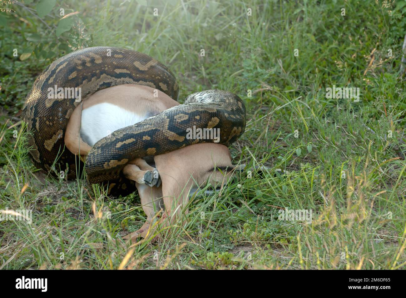 Large Python strangling Antelope in South Africa Stock Photo - Alamy