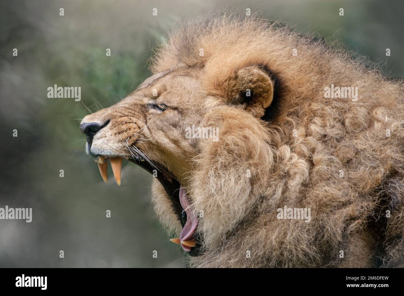 Portrait of yawning male lion Stock Photo - Alamy