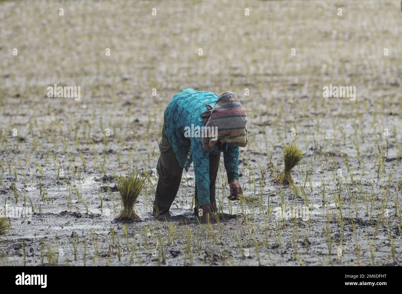 Farmer worker rice hi-res stock photography and images - Alamy