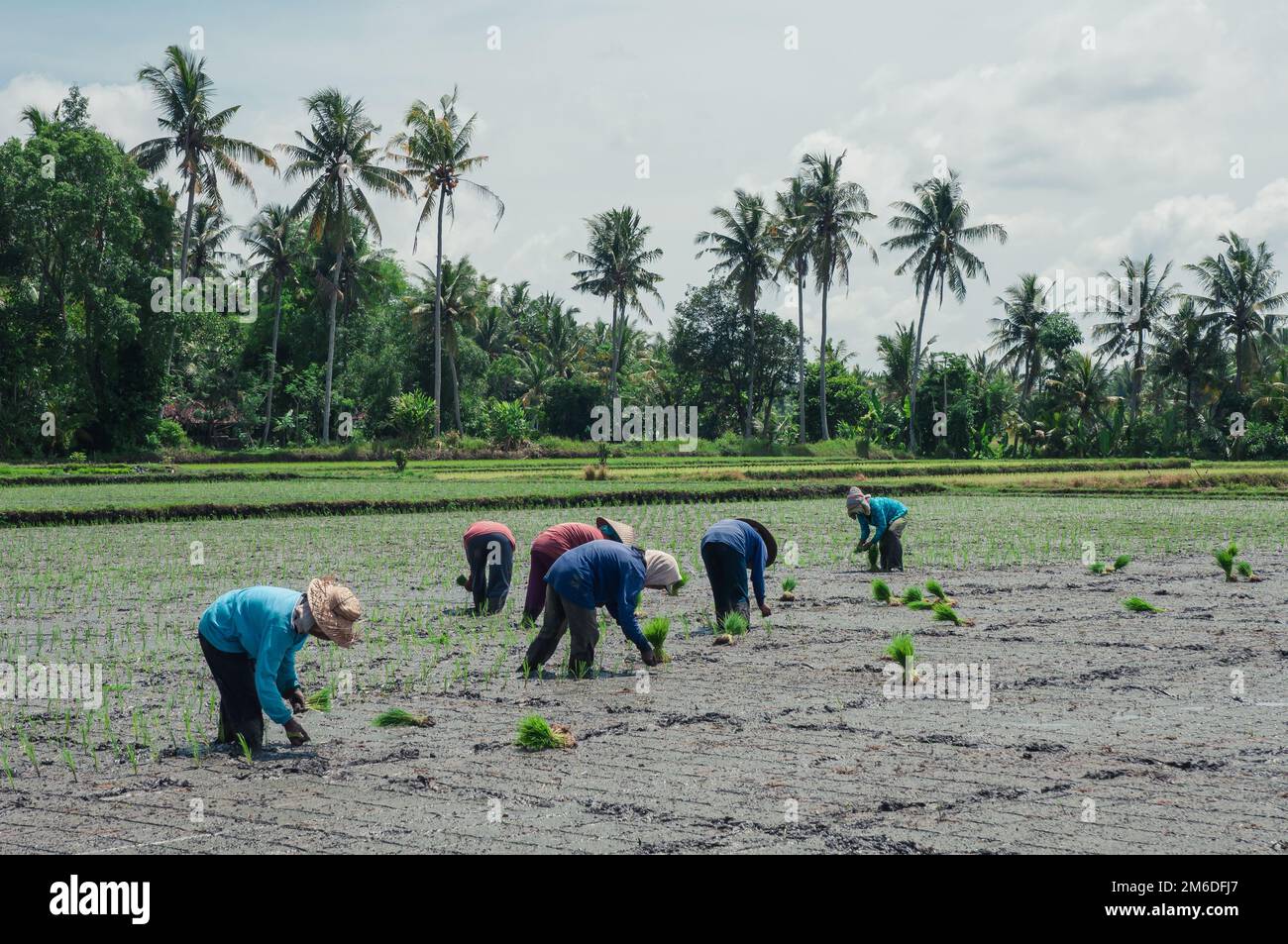 Farm workers planting rice in Indonesia Stock Photo