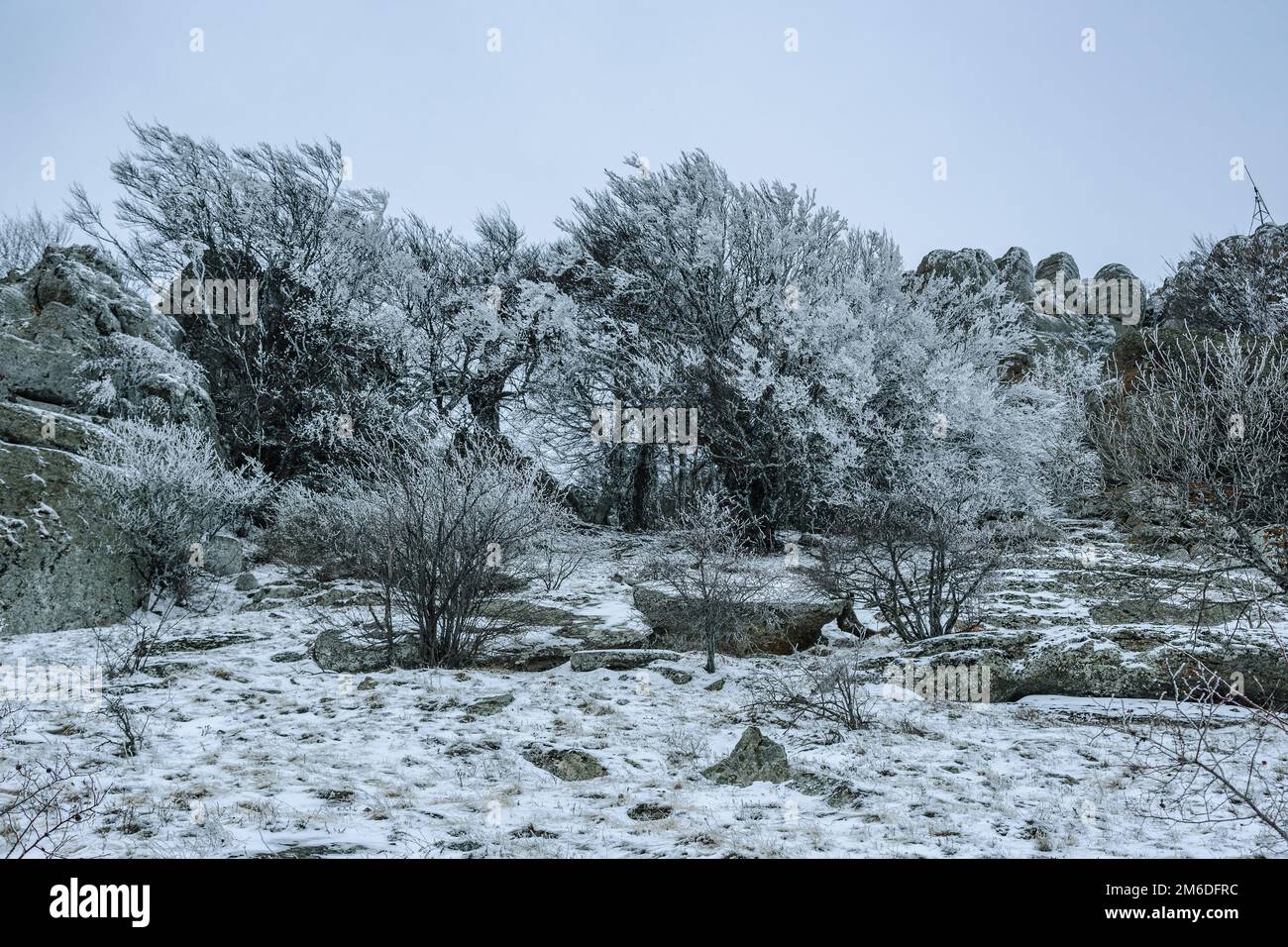 Bushes frozen in ice on Demerdzhi mountain slope in early spring. Crimea Stock Photo