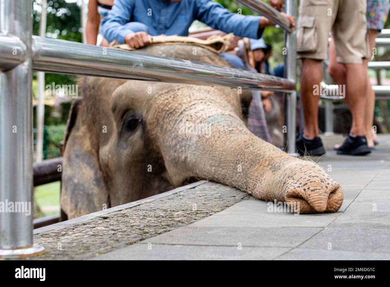 An elephant that is being used for elephant rides Stock Photo Alamy
