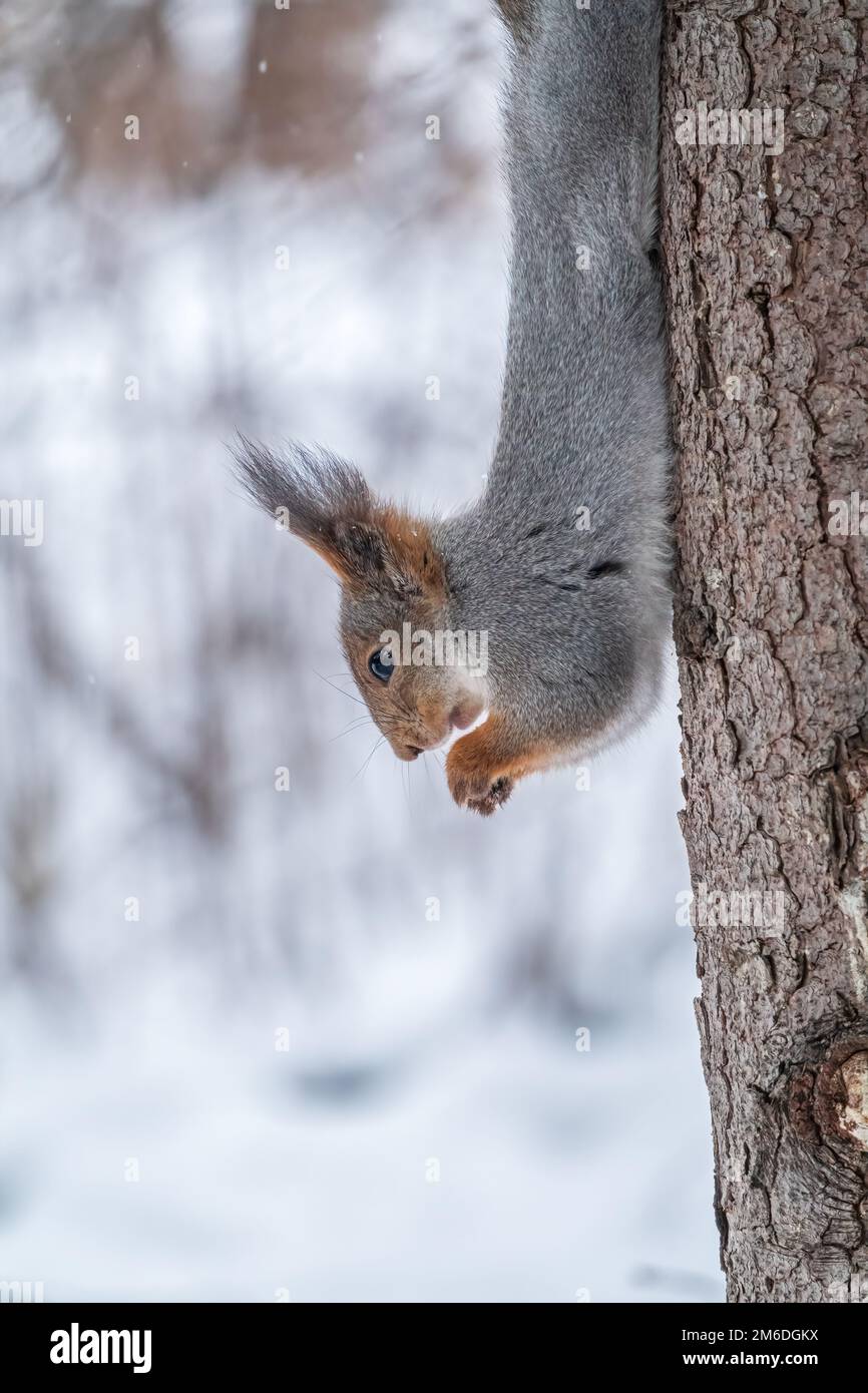 A squirrel sits upside down on a tree in winter and eats a nut. Eurasian red squirrel, Sciurus vulgaris Stock Photo