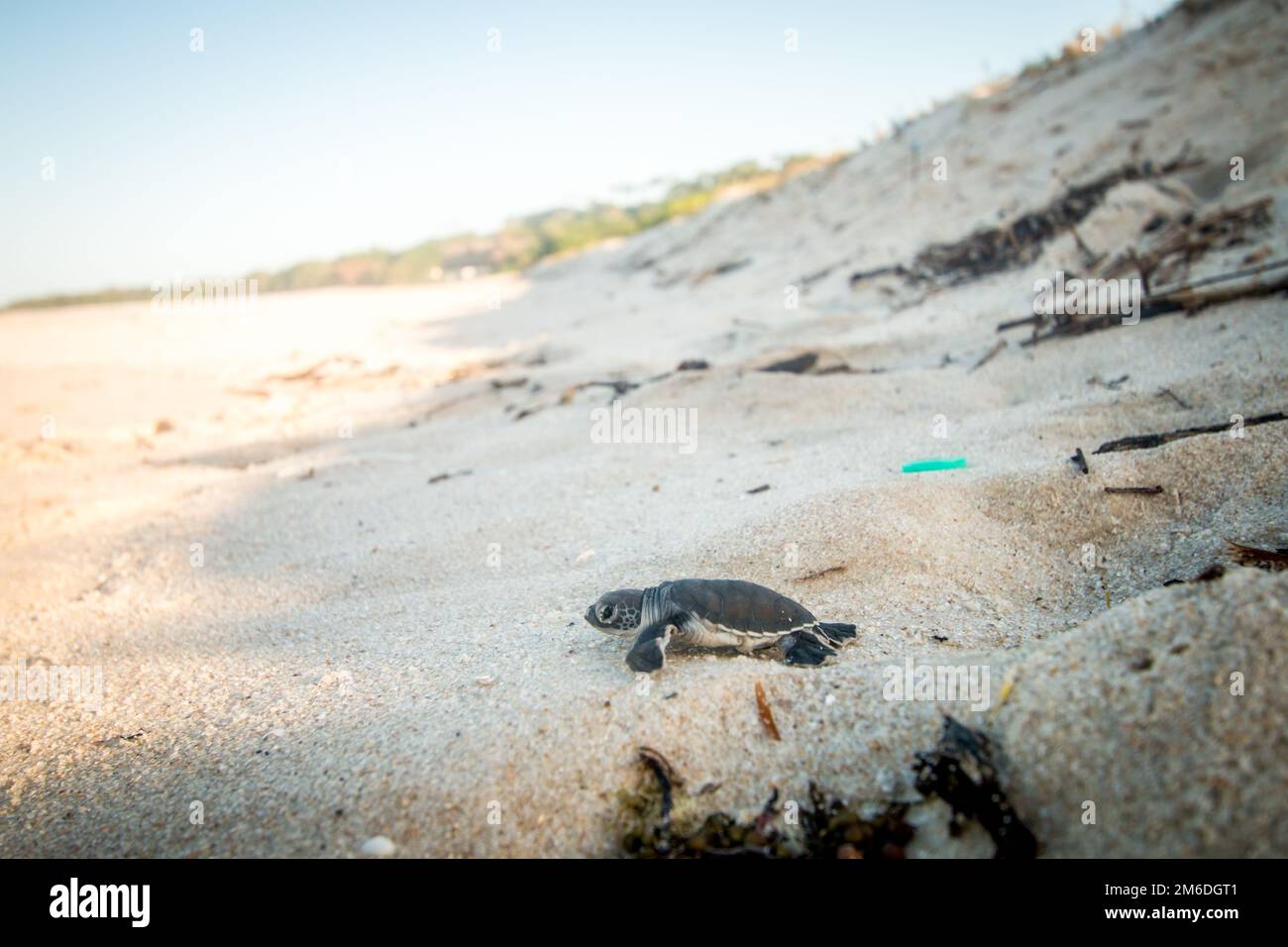 Green sea turtle hatchling on the beach Stock Photo Alamy