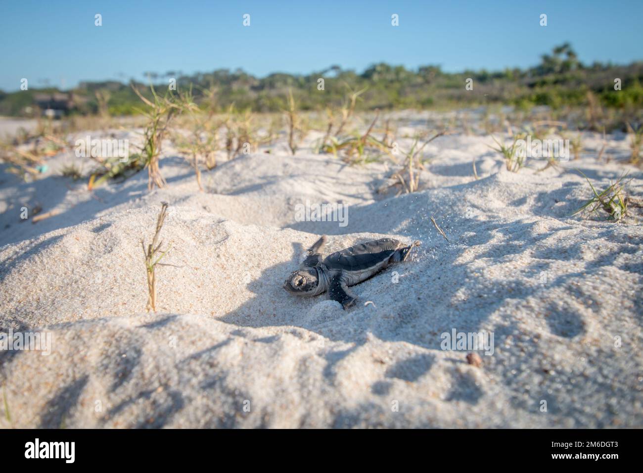 Green sea turtle hatchling on the beach Stock Photo - Alamy