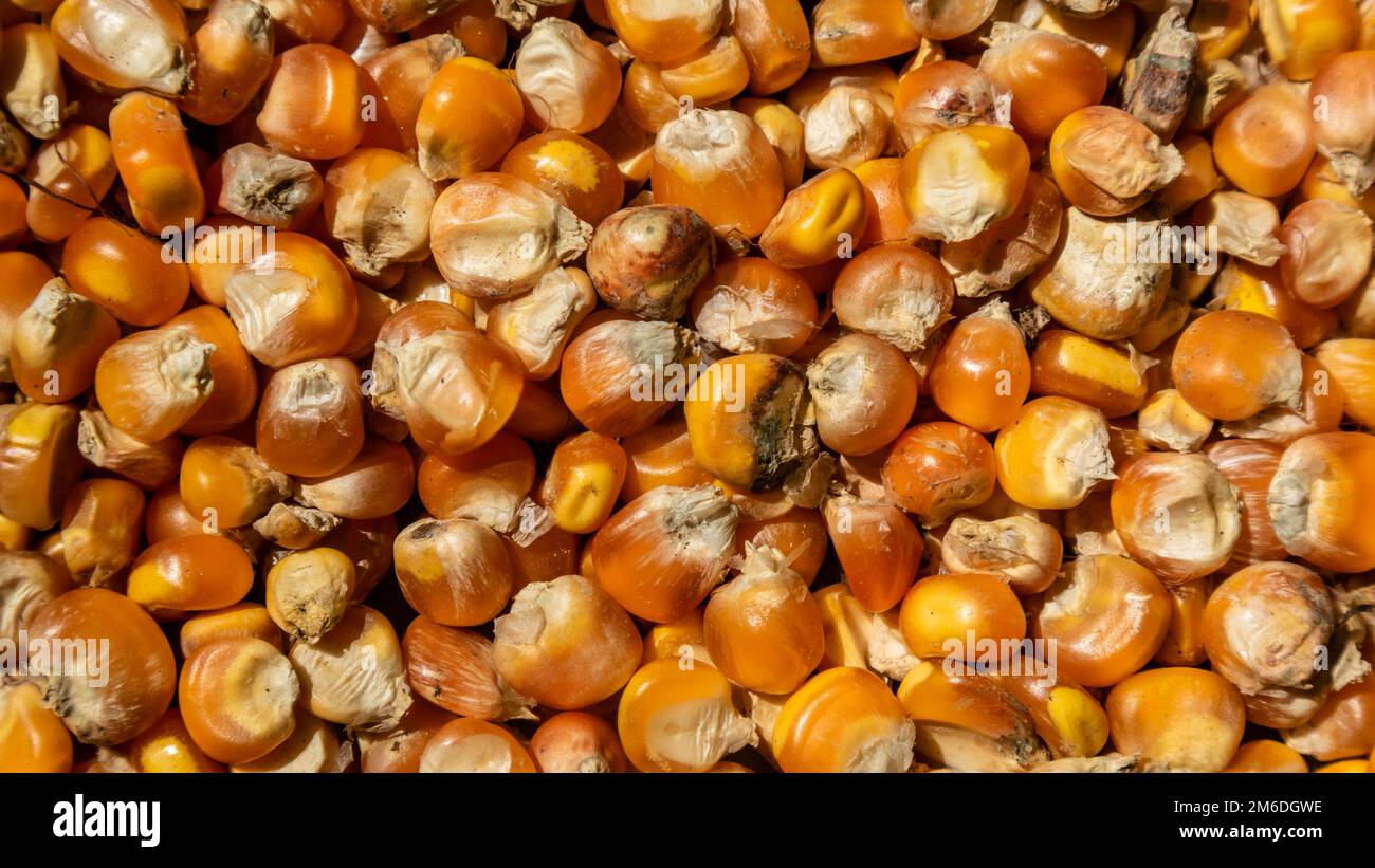 pile of corn kernels as background Stock Photo - Alamy