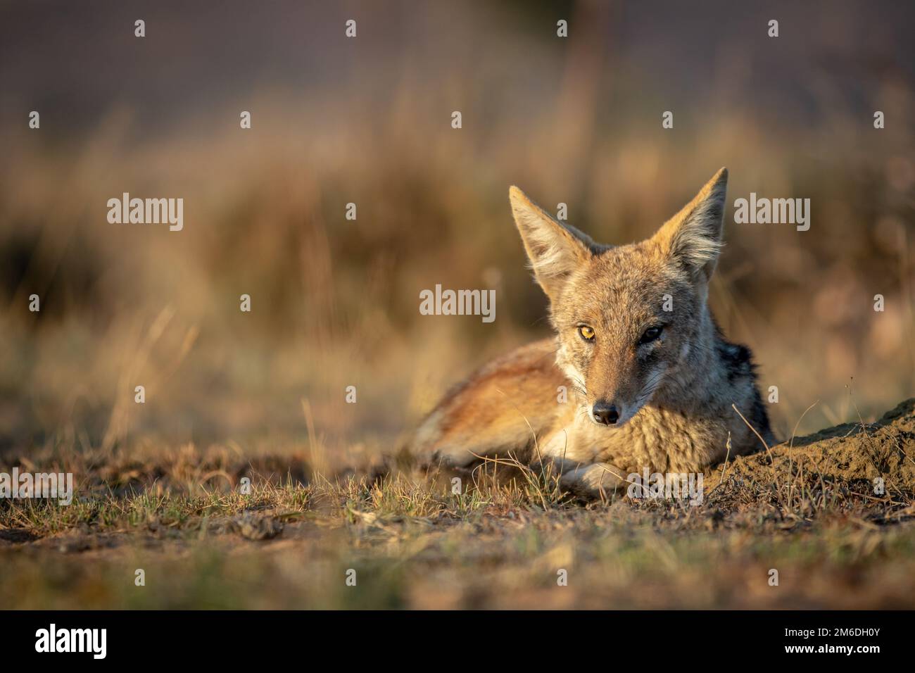 Black-backed jackal laying in the sand. Stock Photo