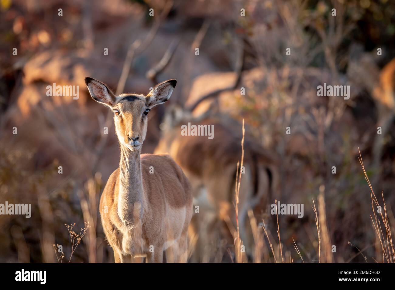 Head young female impala hi-res stock photography and images - Alamy
