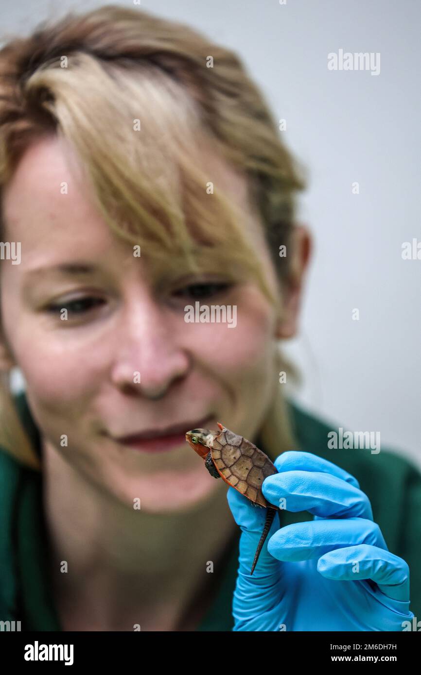 London, UK. 03rd Jan, 2023. A Big-Headed Turtle is pictured during ZSL ...