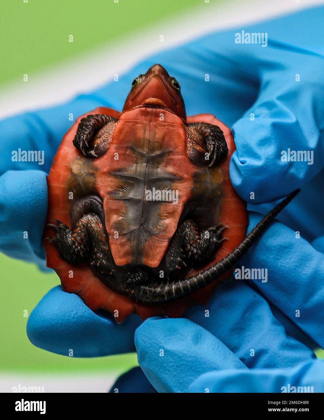 London, UK. 03rd Jan, 2023. A BigHeaded Turtle is pictured during ZSL London Zoo's Annual