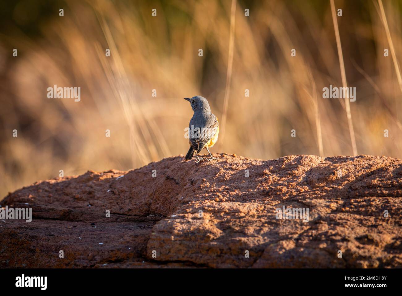 Cape rock thrush standing on a termite mount. Stock Photo