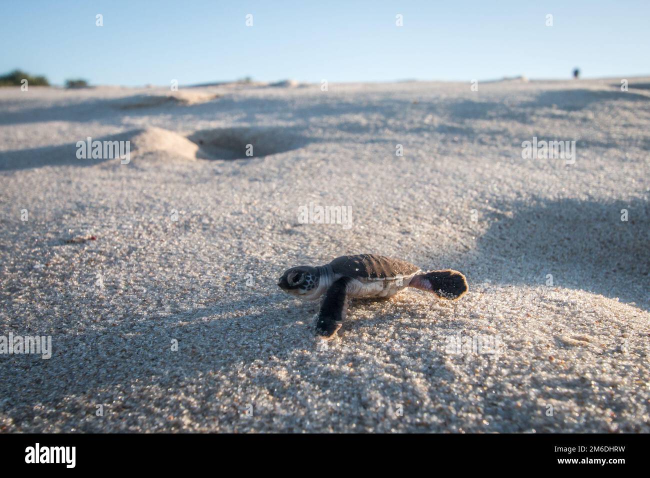 Green sea turtle hatchling on the beach Stock Photo Alamy