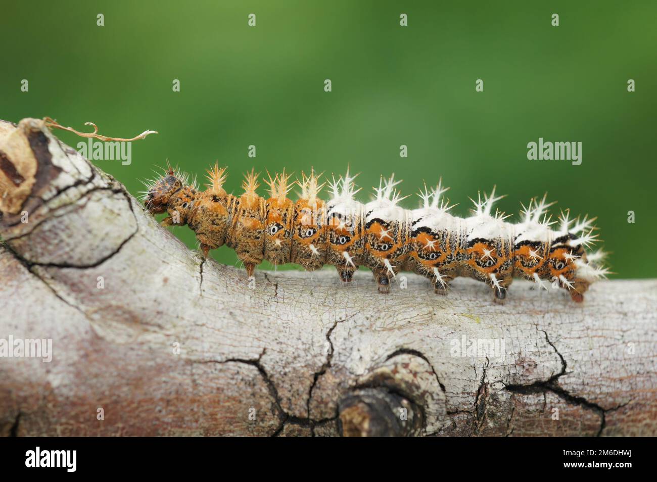 Natural closeup on the spiky caterpillar of the Comma butterfly, Polygonia c- album sitting on a twig Stock Photo