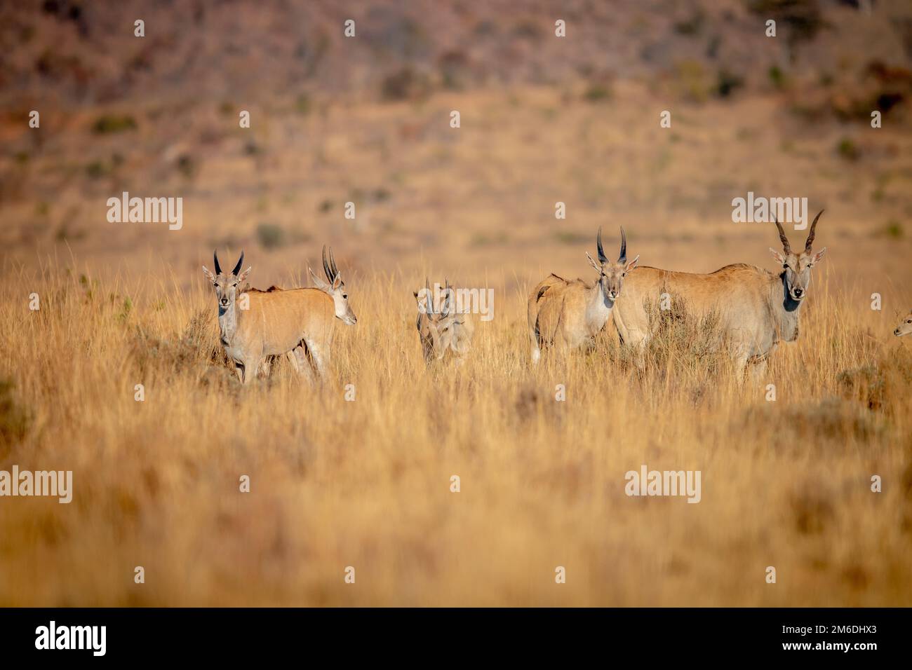 Herd of Eland standing in the grass. Stock Photo