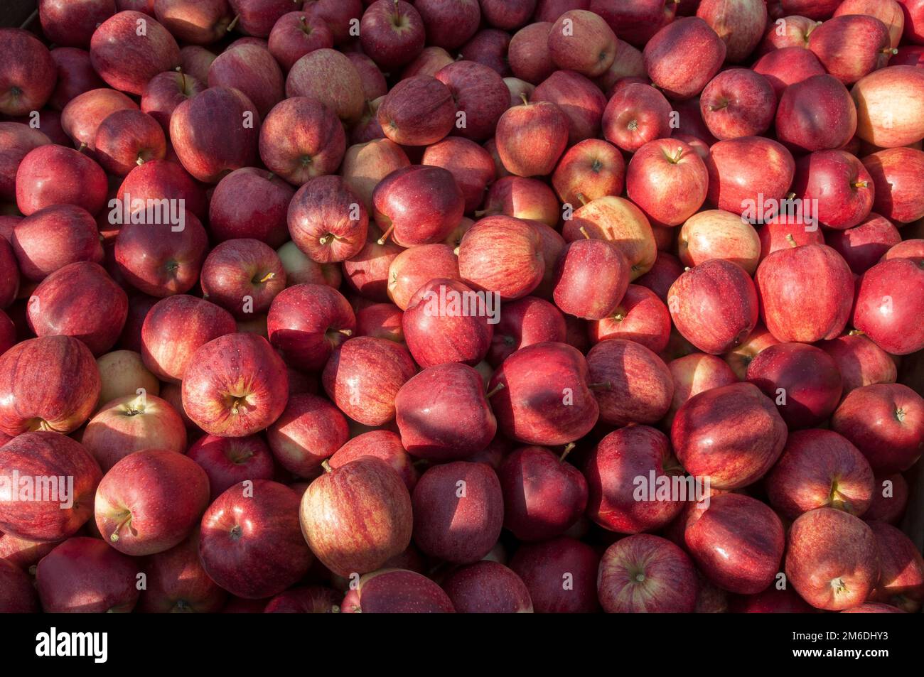 Fresh red apples after harvest Stock Photo