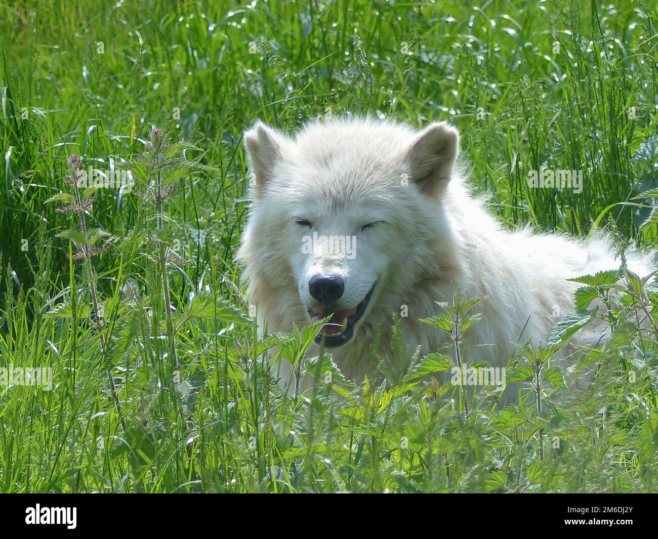 white wolf in grass Stock Photo Alamy