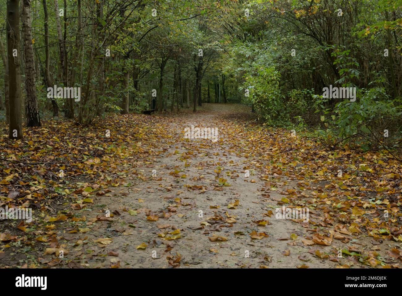 autumn in the park 1 Stock Photo