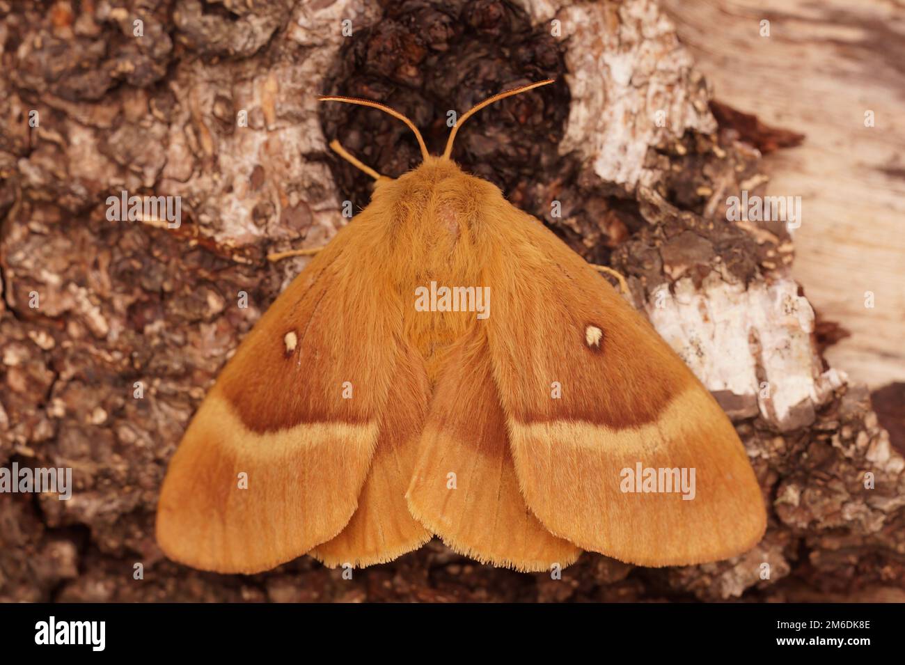 Natural closeup on the large orange brown, Oak Eggar moth, Lasiocampa quercus sitting with spread wings Stock Photo
