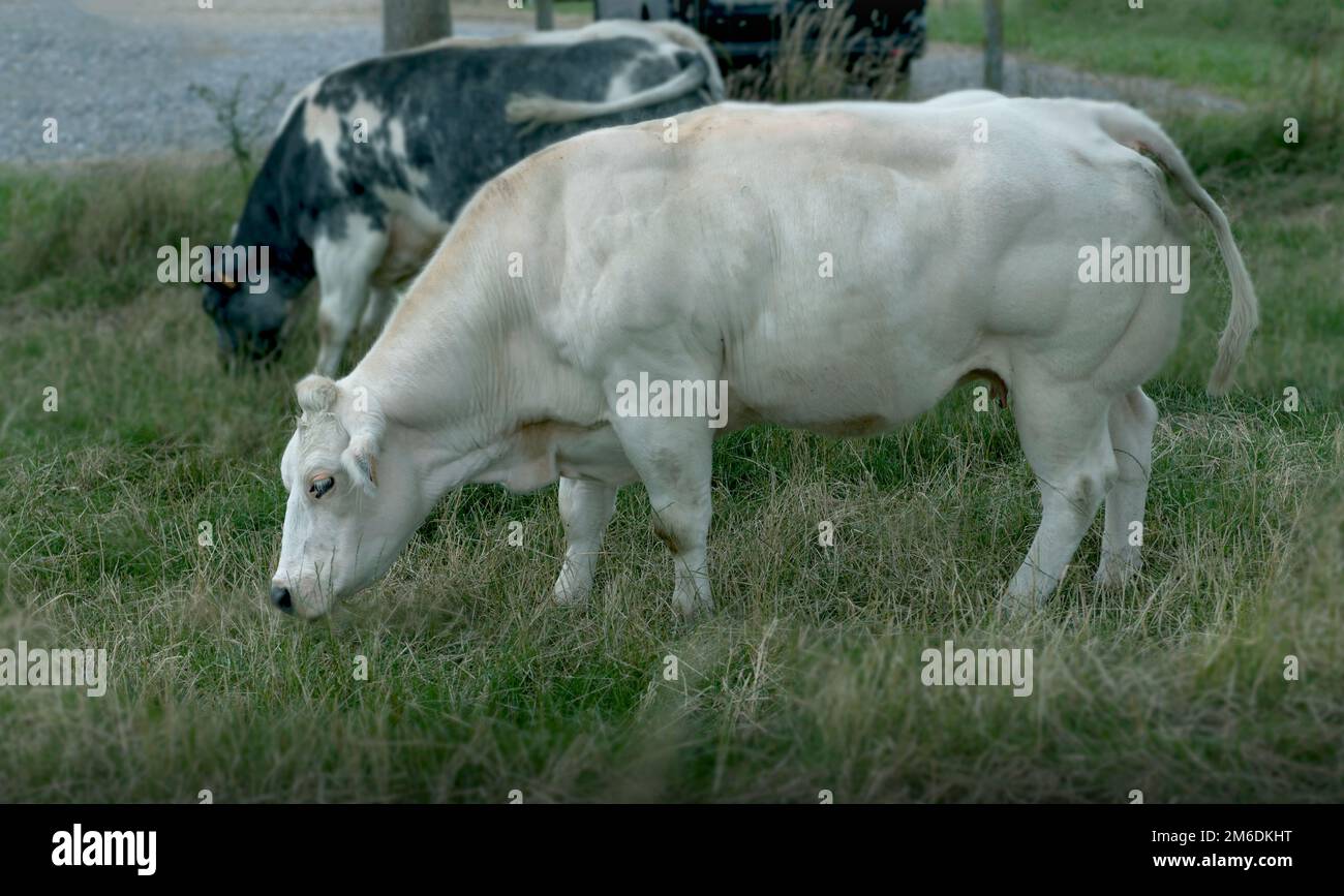 cow in a field white Stock Photo