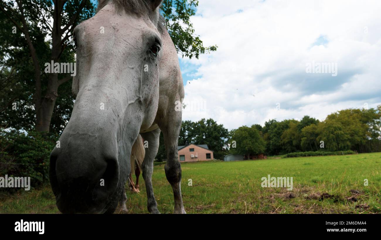 Horse in the field in summer Stock Photo