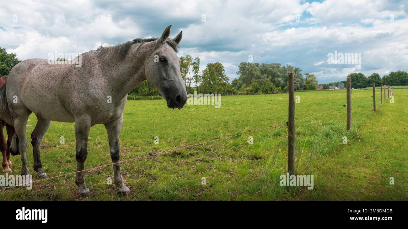 horse in the field summer Stock Photo