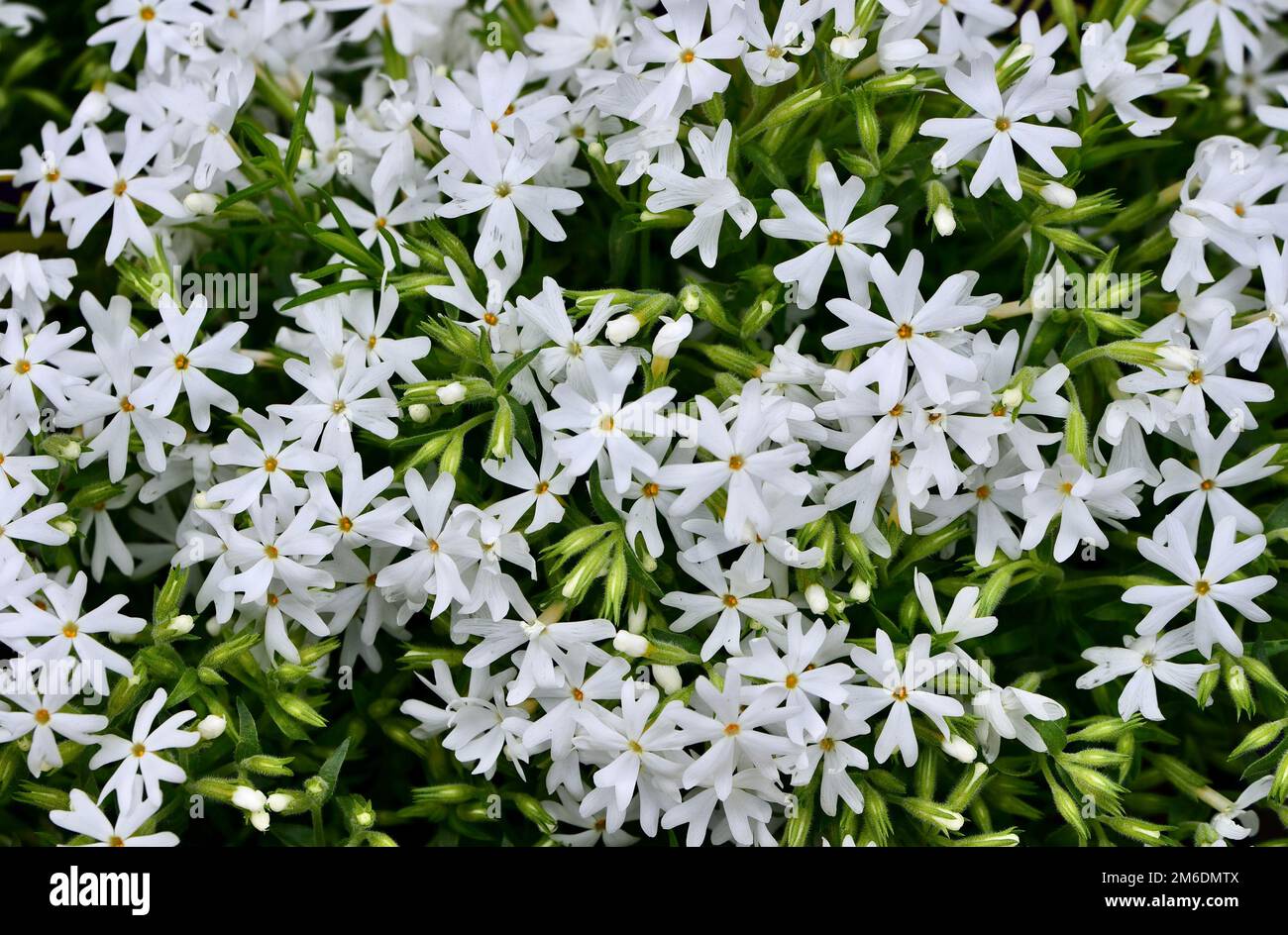 A closeup shot of the white creeping phlox flowers blooming in the garden on a sunny day Stock Photo