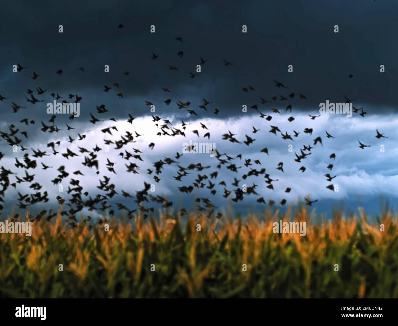 A flock of crows takes off over the field Stock Photo