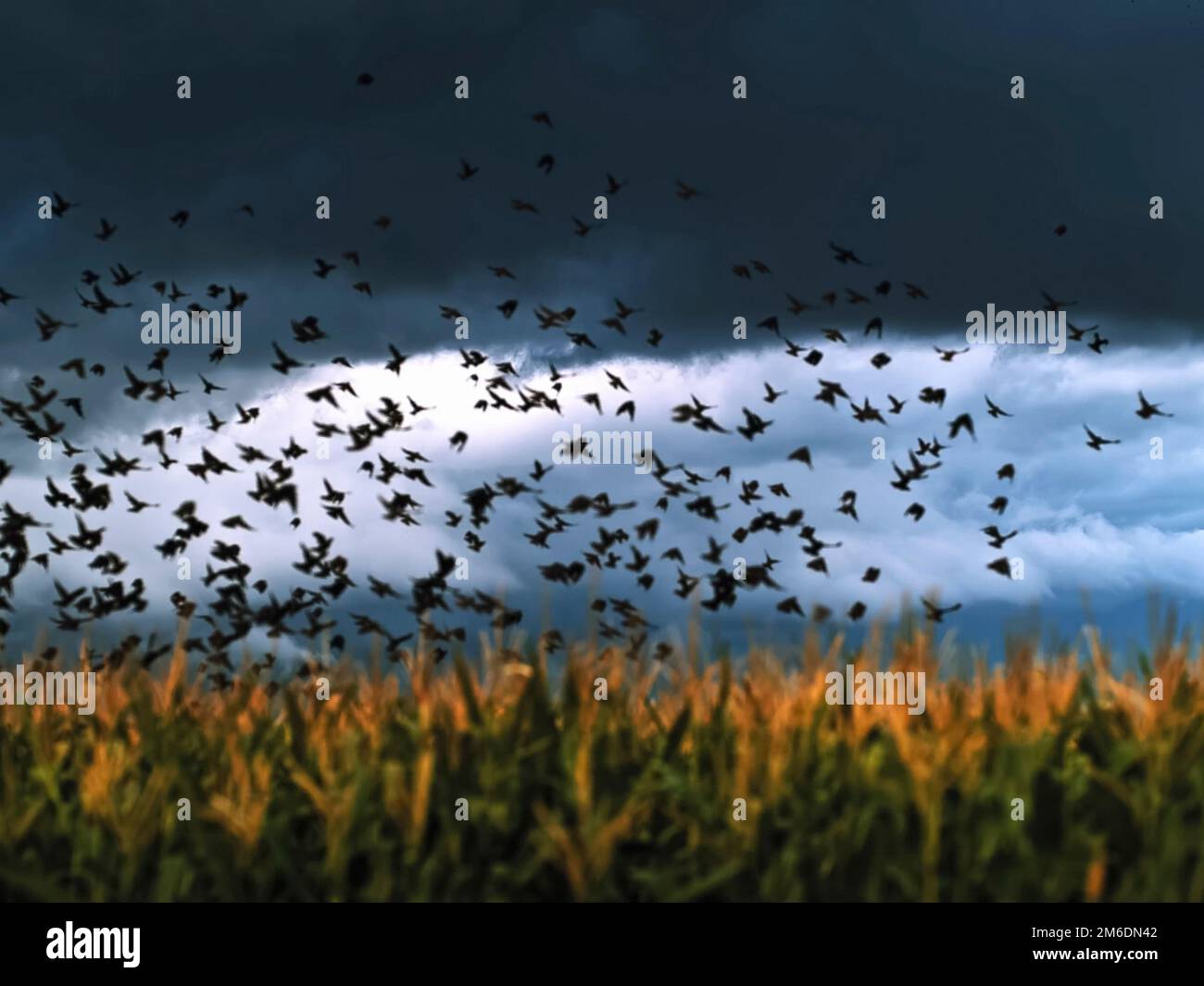 A flock of crows takes off over the field stock photo alamy
