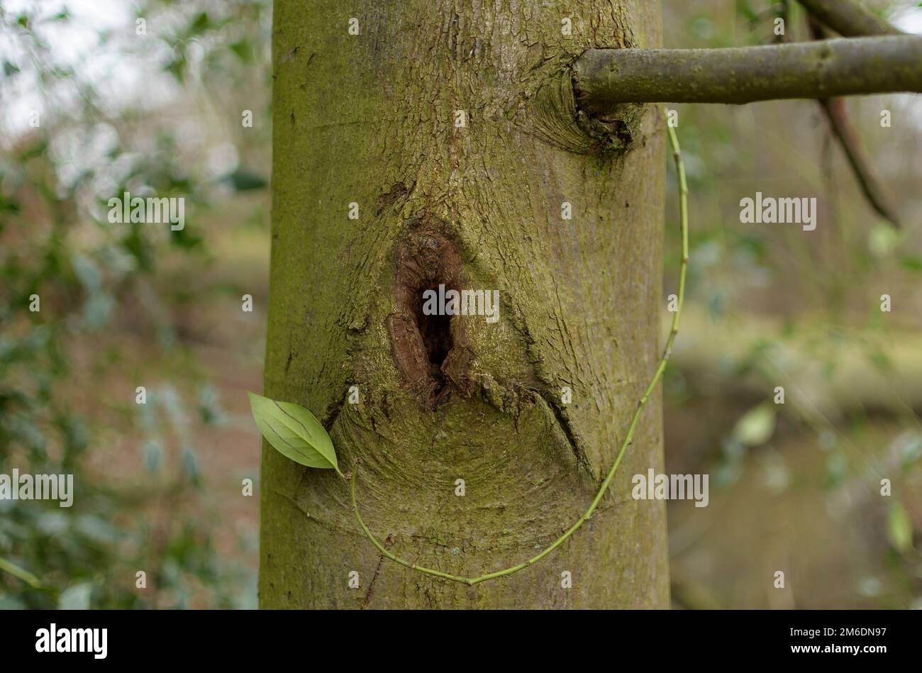 Hollow green stems hi-res stock photography and images - Alamy