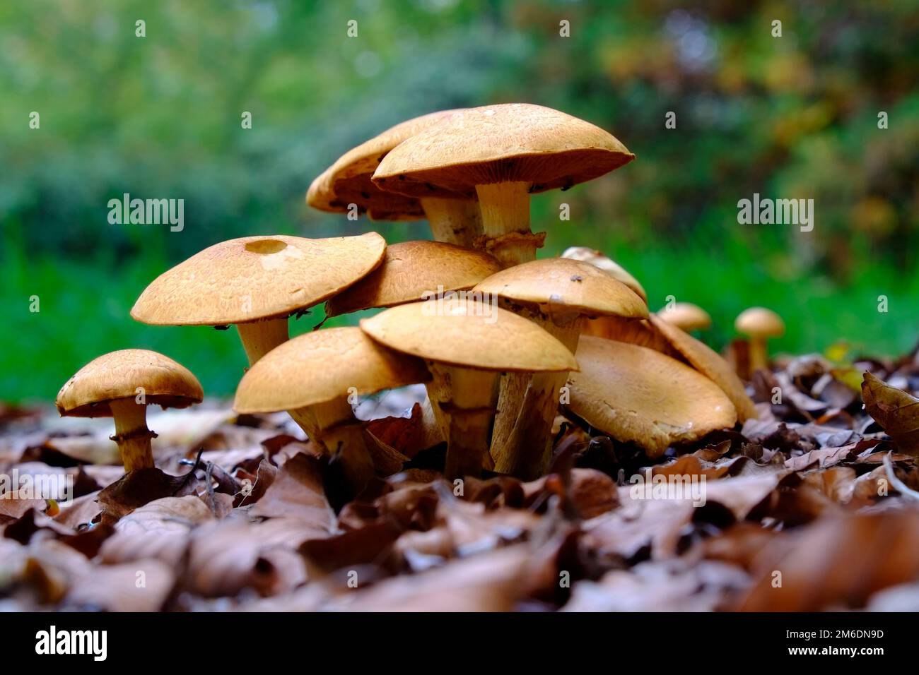 Hallucinogen mushrooms: Laughing gym Stock Photo