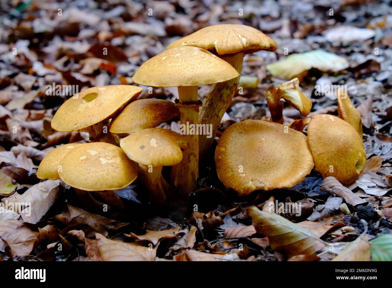 Hallucinogenic mushrooms: Laughing gym Stock Photo