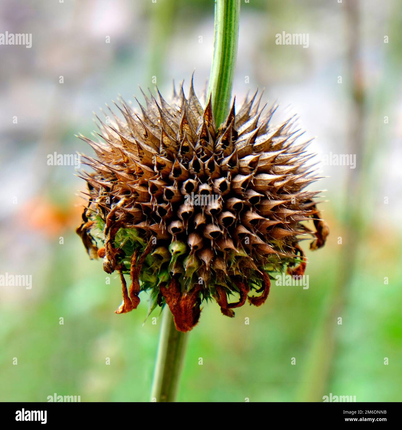 Lion's ear, Leonotis Stock Photo