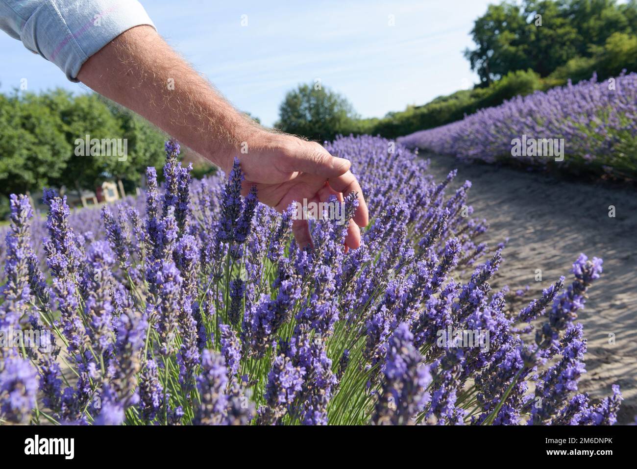 Blooming lavender. Farmers hand touching tops of purple bushes in blossom. Aromatic plants farm landscape in sunny day. Blue sky background. Stock Photo