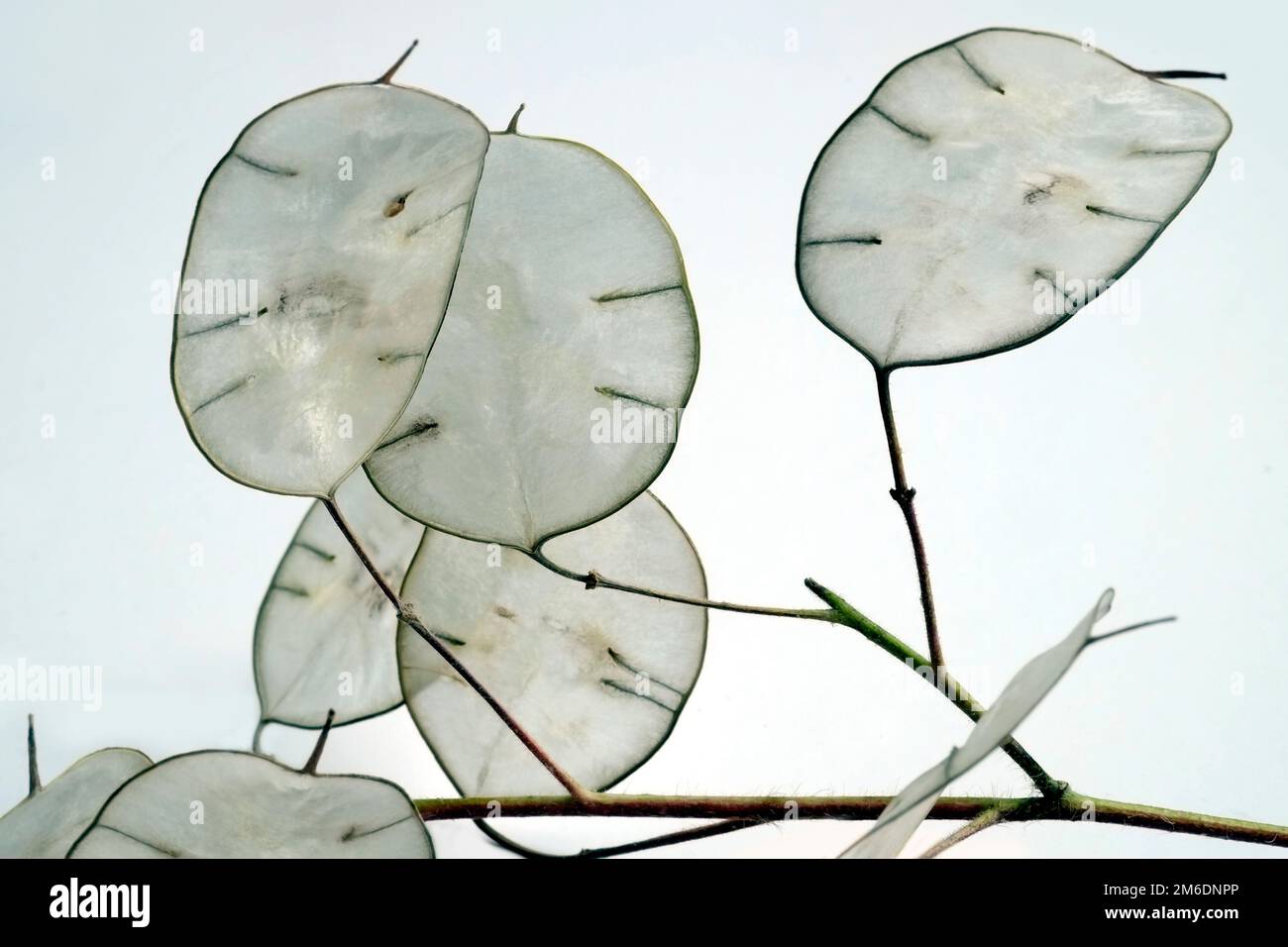 Leaf sheets of Annual Honesty Stock Photo - Alamy