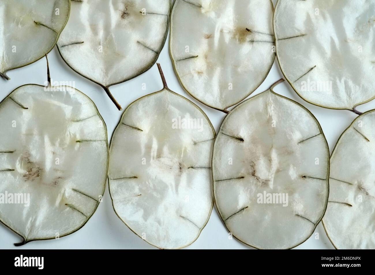 Leaf sheets of an Annual Honesty Stock Photo - Alamy