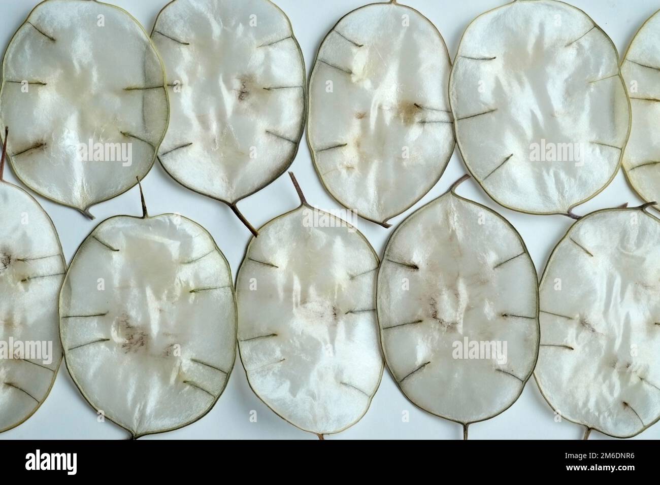Leaf sheets of an Annual Honesty Stock Photo - Alamy